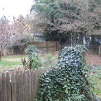 Photo Thumbnail #16: BEFORE: our fence posts covered in ivy and...