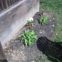 Photo Thumbnail #3: BEFORE:  these ferns should be good (at least...