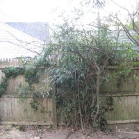 Photo Thumbnail #19: BEFORE: I need to get rid of this bamboo before...