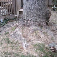 Photo Thumbnail #20: BEFORE: We have a grand old oak tree beside the...