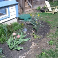 Photo Thumbnail #2: BEFORE:  These tulips are cute, but do a poor...