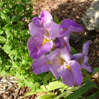Photo Thumbnail #3: Irises after a refreshing rain. 