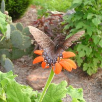 Photo Thumbnail #8: Butterflies feasting on Tithonia.