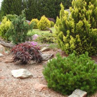 Photo Thumbnail #4: One of our rock gardens. 