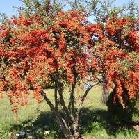 Photo Thumbnail #11: Firethorn cherry tree