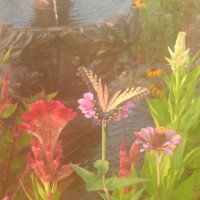 Photo Thumbnail #1: Butterflies swarm to our flower beds....such a...