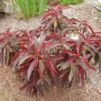 Photo Thumbnail #7: Prize Bonfire Patio Peach-grown from seed. 