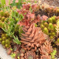 Photo Thumbnail #9: Gotta love sedum.....