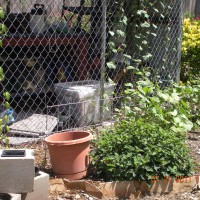 Photo Thumbnail #29: dogpen turned potting shed