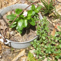 Photo Thumbnail #11: old pot turned planter