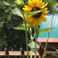 Photo Thumbnail #21: Presley's sunflowers