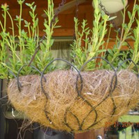 Photo Thumbnail #8: hanging baskets on porch