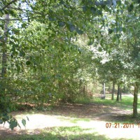 Photo Thumbnail #6: woods