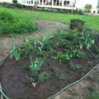 Photo Thumbnail #10: This is my peonie bed untill I can start on my...