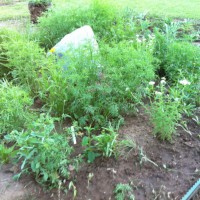 Photo Thumbnail #7: Got a false rock to replace the dog house over...