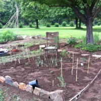 Photo Thumbnail #17: This is an herb garden. It has rosemary basil...