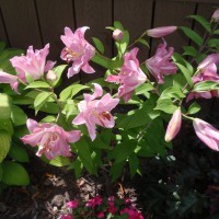 Photo Thumbnail #8: I love these Lillies