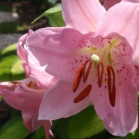 Photo Thumbnail #1: one of my pretty Lillies this year