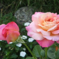 Photo Thumbnail #1: My Peace Rose