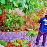 Photo Thumbnail #11: Trimming the coral tree