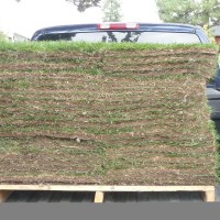 Photo Thumbnail #2: 300 sqft of *earth carpet*. Mostly because 60...