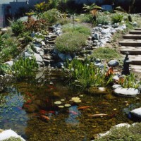 Photo Thumbnail #12: Koi pond in Manhattan Beach