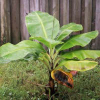 Photo Thumbnail #7: Banana plant
