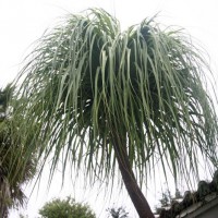 Photo Thumbnail #6: Ponytail Palm