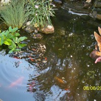 Photo Thumbnail #6: Fish in pond, Lola loves observing them.