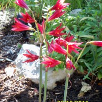 Photo Thumbnail #27: This is the only lily that blooms in autumn