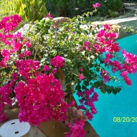 Photo Thumbnail #29: Bougainvilleas are amazing, bloom all year long