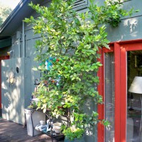 Photo Thumbnail #11: I raised this citrus tree from a seed