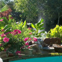 Photo Thumbnail #13: Pool garden