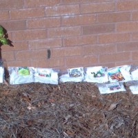 Photo Thumbnail #1: seeds germinating: Purple Alyssum, Marigolds,...