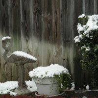 Photo Thumbnail #3: Winter in the Rock Garden, close up