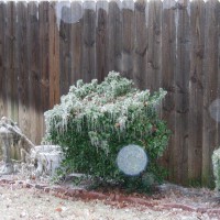 Photo Thumbnail #4: Ice Coating Yard Art & Hedges