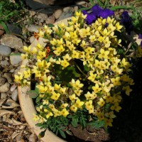 Photo Thumbnail #2: Container Flowers Set in the Rock Garden
