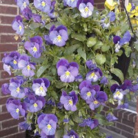 Photo Thumbnail #8: This basket of trailing pansies has been...