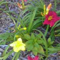 Photo Thumbnail #4: More daylilies