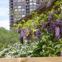 Photo Thumbnail #2: The Wisteria in bloom accompanied by Bridal Wreath