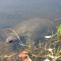 Photo Thumbnail #28: This is no-nose the Florida softshell turtle....