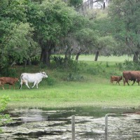 Photo Thumbnail #27: Cows with calves as seen from the Dock. Did I...