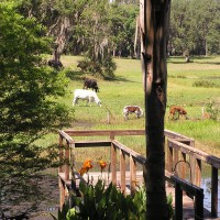 Photo Thumbnail #26: We love being able to see cows from the backyard.