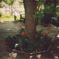 Photo Thumbnail #9: Added more plants including bromeliads around...