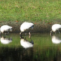 Photo Thumbnail #30: We have many birds that frequent the back yard...