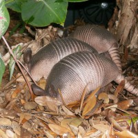 Photo Thumbnail #29: These armadillos live under our deck. They dig...