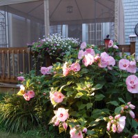 Photo Thumbnail #14: Hardy Hibiscus