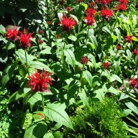 Photo Thumbnail #13: Bee Balm a must have for attracting...