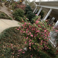 Photo Thumbnail #4