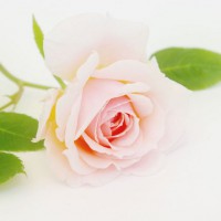 Photo Thumbnail #4: Quietness Rose